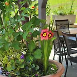 Apartman Adria Vrsar