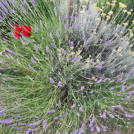 아파트 Adria 브르사르