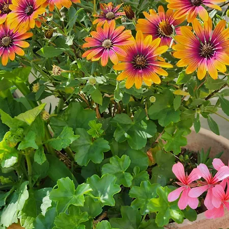 Апартаменты Adria *